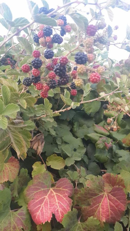 Nuriel Fruit & Guest House Sheʼar Yashuv Exterior foto